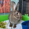 Captain Carrot Chimichanga photo 2
