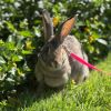 Captain Carrot Chimichanga photo 3