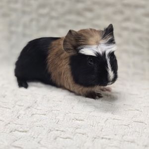 Peach, Baby Female unknown