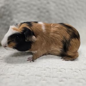Berry, Adult Female unknown
