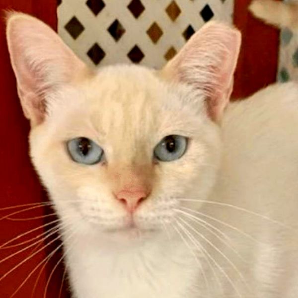 Ol&#; Blue Eyes