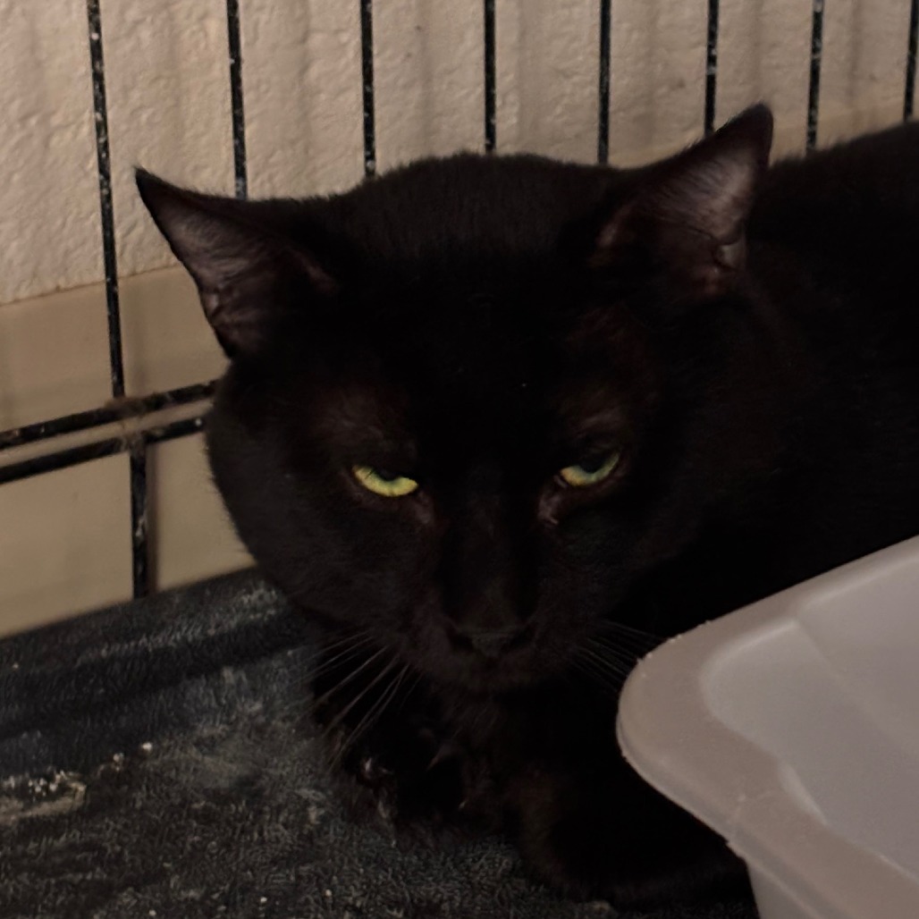 Pascal, an adoptable Domestic Short Hair, Extra-Toes Cat / Hemingway Polydactyl in Midland, TX, 79701 | Photo Image 1