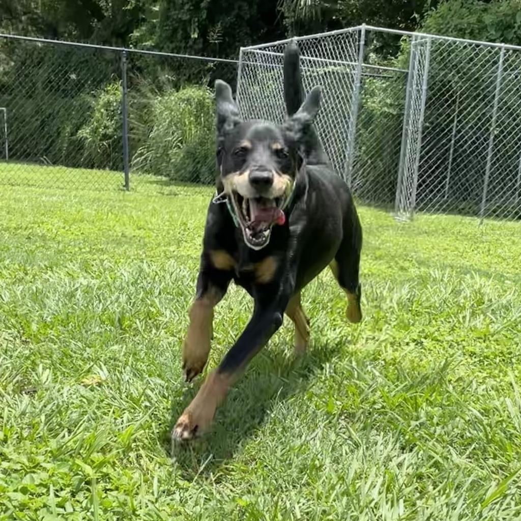 Baby Bear