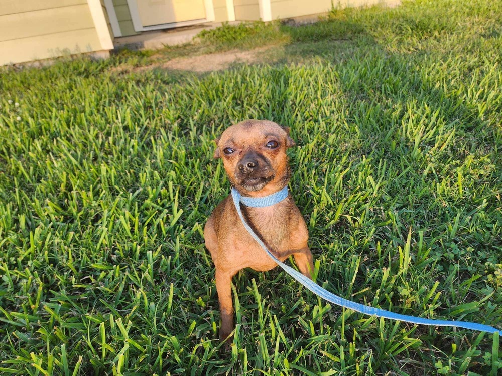 Mahogany, an adoptable Chihuahua in Halifax, NS, B3J 3A5 | Photo Image 1