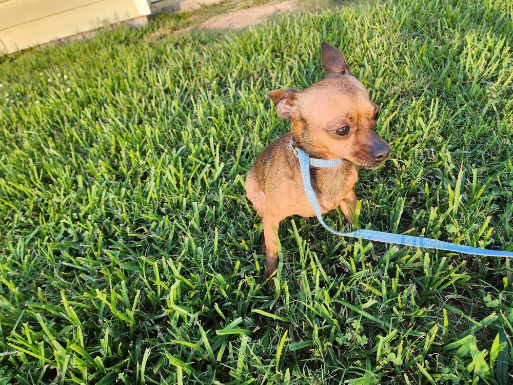 Mahogany, an adoptable Chihuahua in Halifax, NS, B3J 3A5 | Photo Image 2