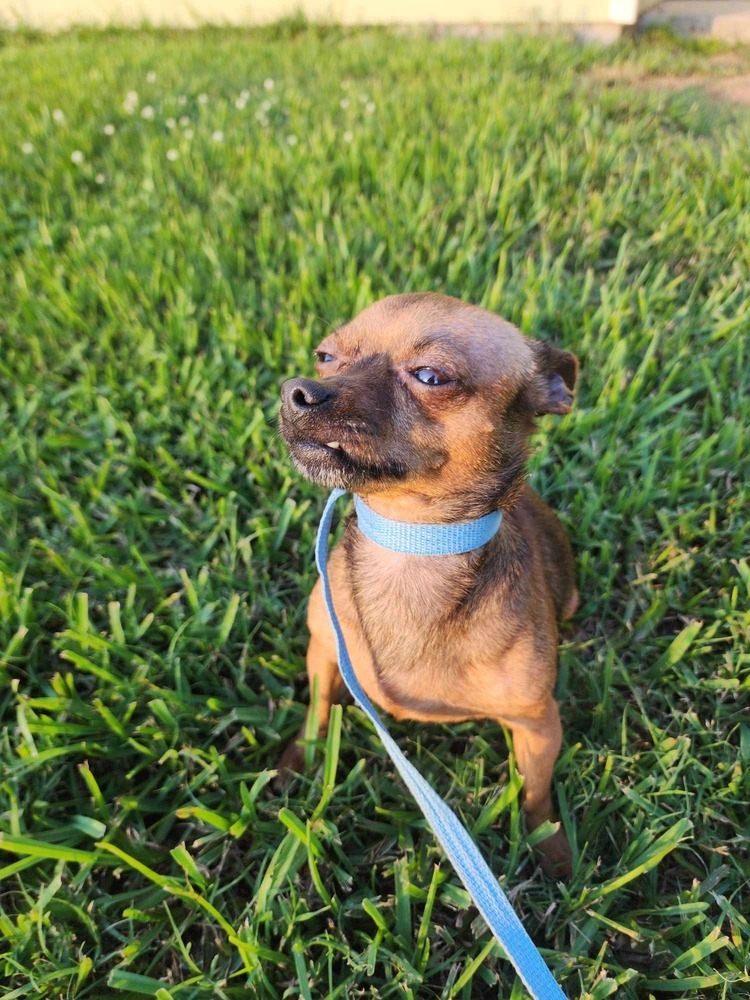 Mahogany, an adoptable Chihuahua in Halifax, NS, B3J 3A5 | Photo Image 3