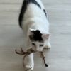 MEOW MEOW