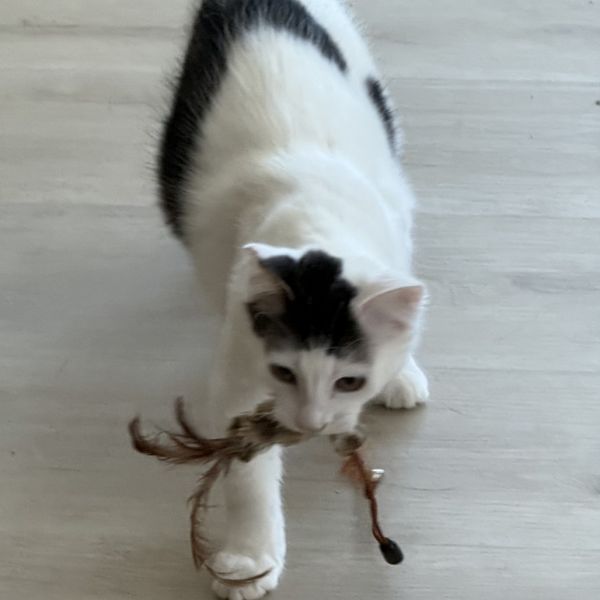 MEOW MEOW