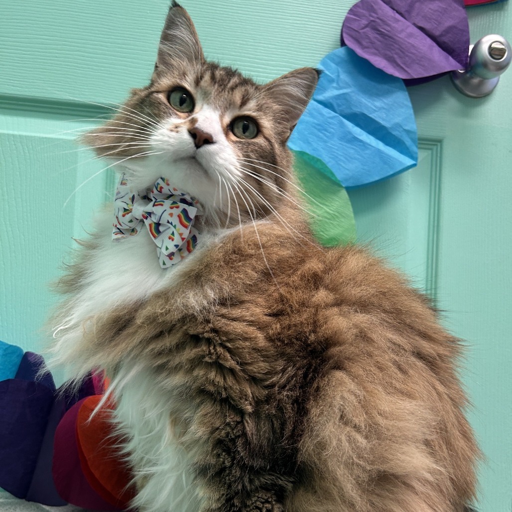 Scout, an adoptable Domestic Medium Hair in Drumheller, AB, T0J 0Y0 | Photo Image 2