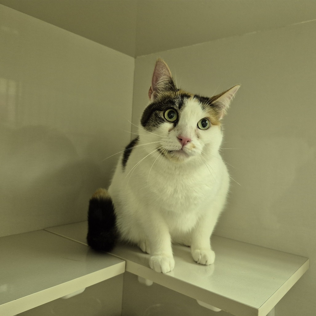 Daisy, an adoptable Domestic Short Hair in Drumheller, AB, T0J 0Y0 | Photo Image 2