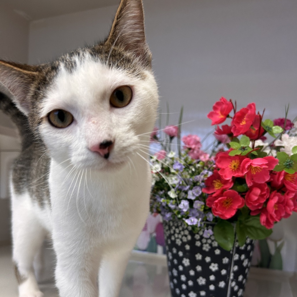 Junior, an adoptable Domestic Short Hair in Drumheller, AB, T0J 0Y0 | Photo Image 2