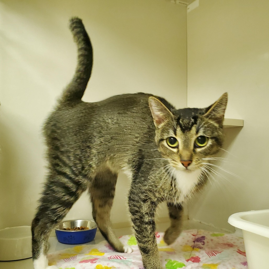 Juno, an adoptable Domestic Short Hair in Drumheller, AB, T0J 0Y0 | Photo Image 2