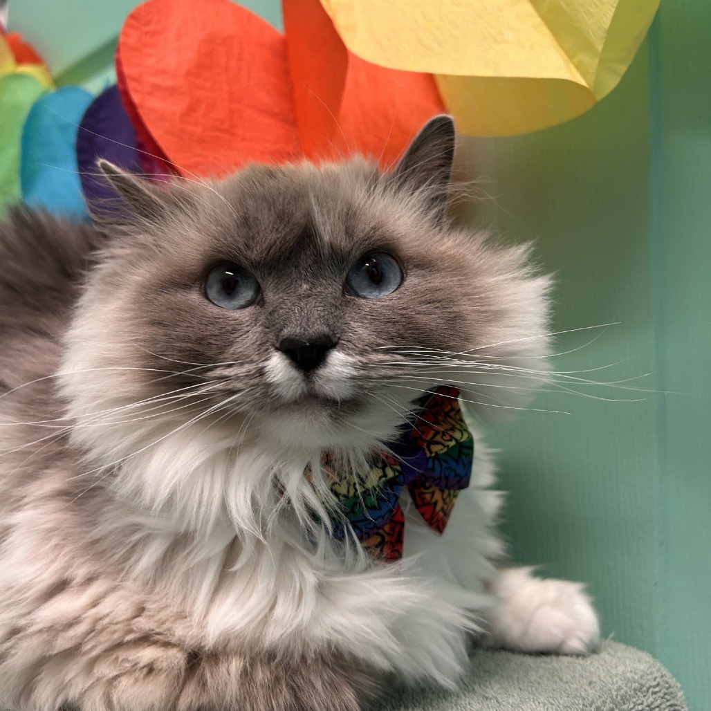 Sky, an adoptable Siamese, Domestic Medium Hair in Drumheller, AB, T0J 0Y0 | Photo Image 1