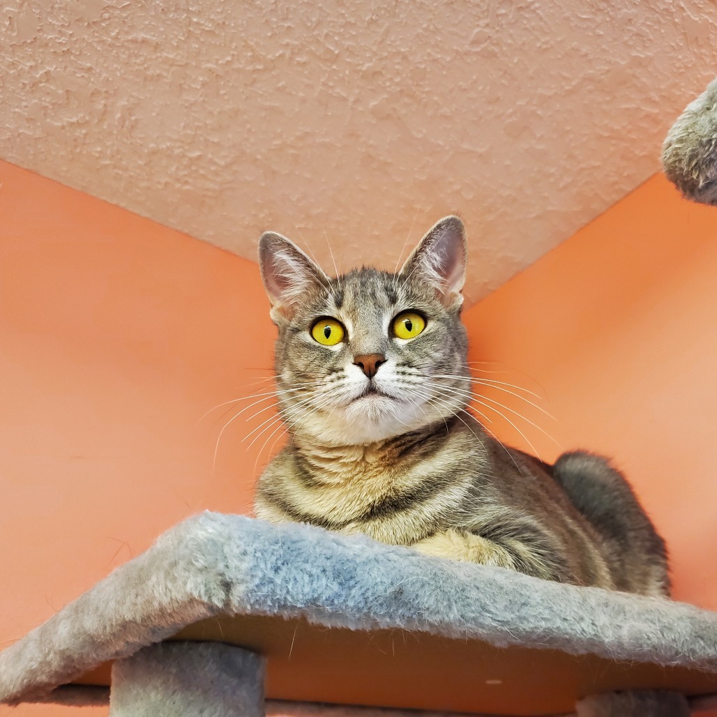 Bacardi, an adoptable Domestic Short Hair in Drumheller, AB, T0J 0Y0 | Photo Image 1