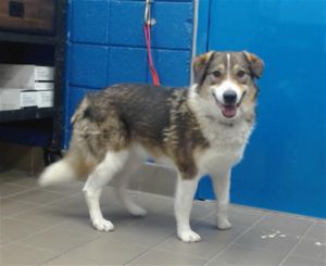 MOCHA, Adult Female unknown