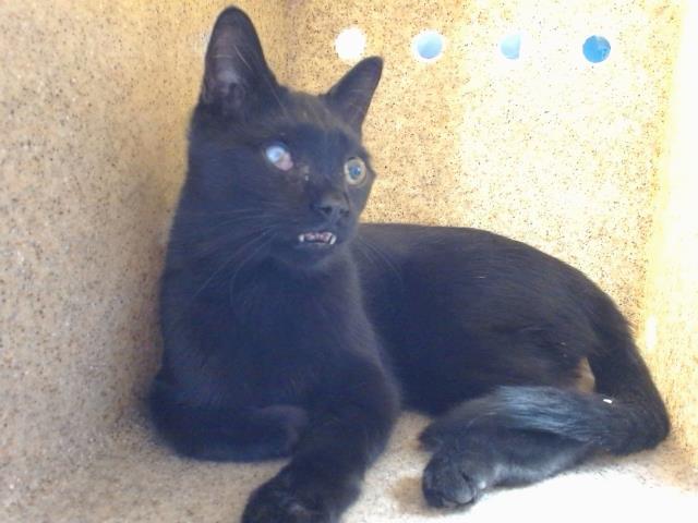 MAVIS