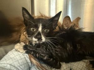 BOULDIN, Baby Female unknown