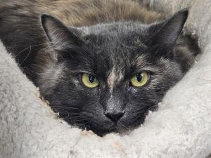TERRA, Adult Female unknown