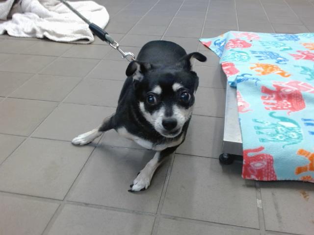 GERTIE