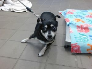 GERTIE, Senior Female unknown