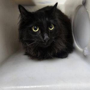 MUDPIE, Adult Male unknown