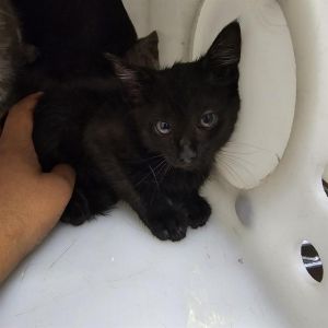 ABRACADABRA, Baby Female unknown