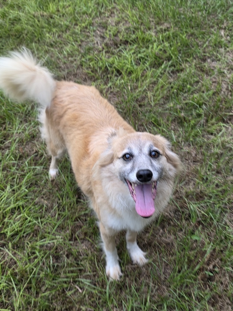 Coyote, an adoptable Papillon, Pomeranian in Bonifay, FL, 32425 | Photo Image 1