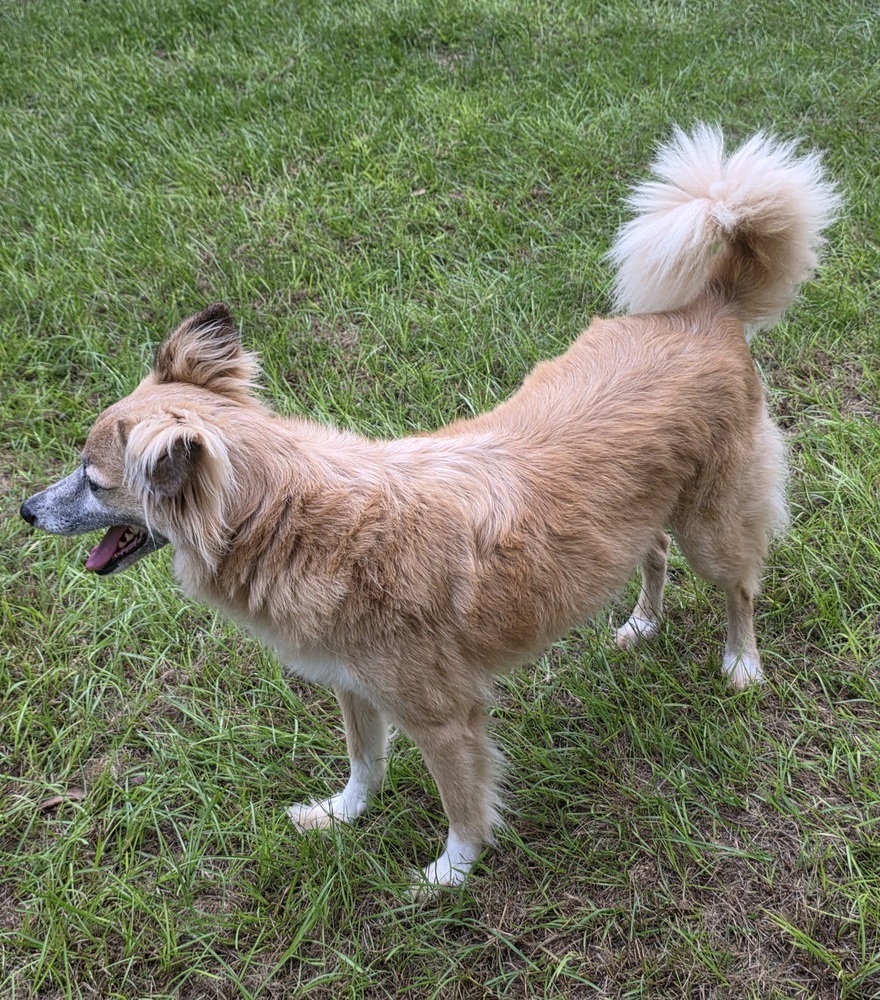 Coyote, an adoptable Papillon, Pomeranian in Bonifay, FL, 32425 | Photo Image 2