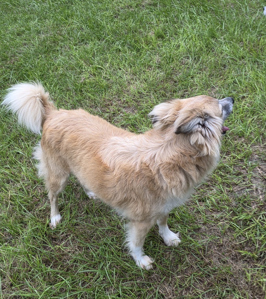 Coyote, an adoptable Papillon, Pomeranian in Bonifay, FL, 32425 | Photo Image 3