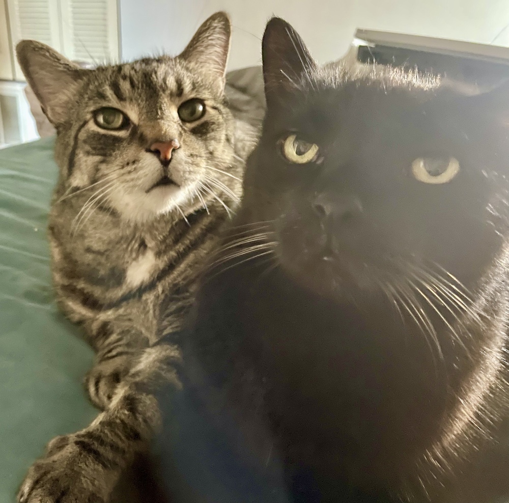 Rubin Bonded Pair with Austin