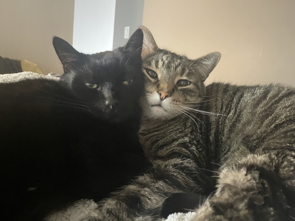 Austin Bonded Pair with Rubin