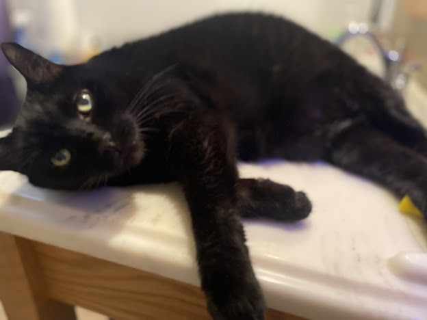 Austin Bonded Pair with Rubin