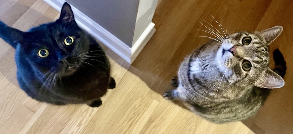 Austin Bonded Pair with Rubin