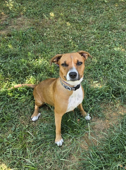Lucy, an adoptable Chinook, Mixed Breed in Morton Grove, IL, 60053 | Photo Image 1