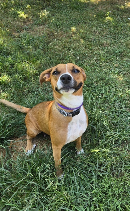 Lucy, an adoptable Chinook, Mixed Breed in Morton Grove, IL, 60053 | Photo Image 2