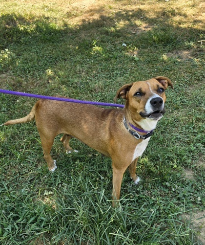 Lucy, an adoptable Chinook, Mixed Breed in Morton Grove, IL, 60053 | Photo Image 3