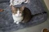 Simba photo 2