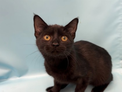 Sabrina