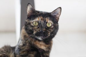 Mim, Adult Female unknown