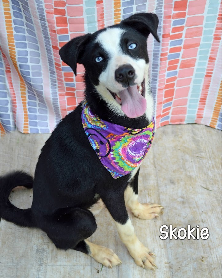Skokie