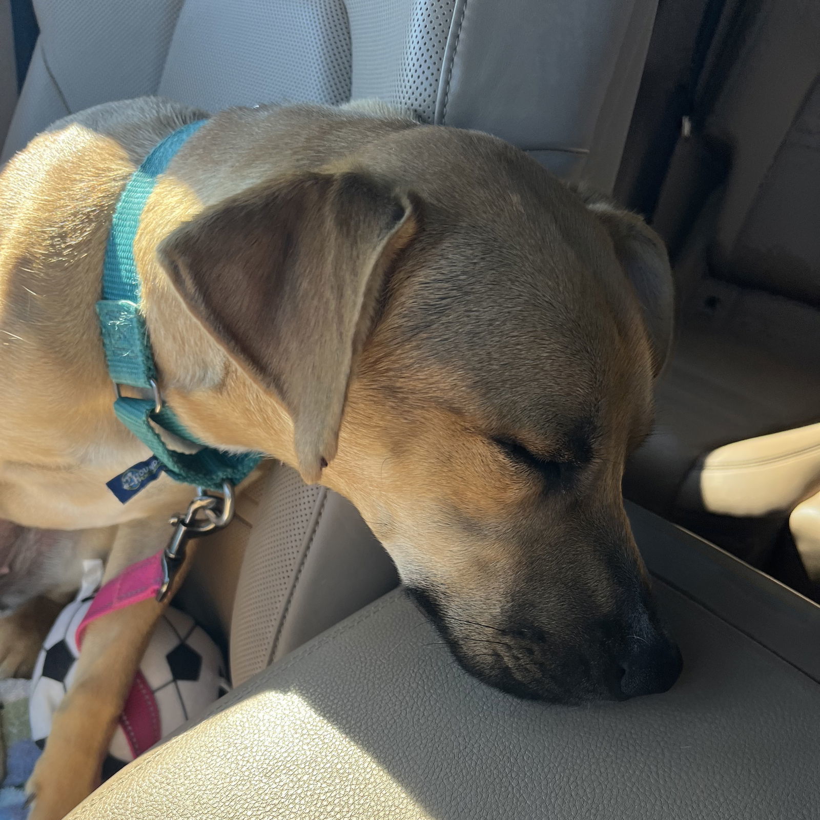 Half Pint, an adoptable Shepherd in Fargo, ND, 58103 | Photo Image 3