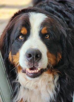 Ollie, Adult Male unknown