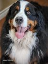 Ollie photo 3
