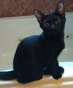 Lucy Lui - Petsmart Plantation Foster Home, Baby Female unknown