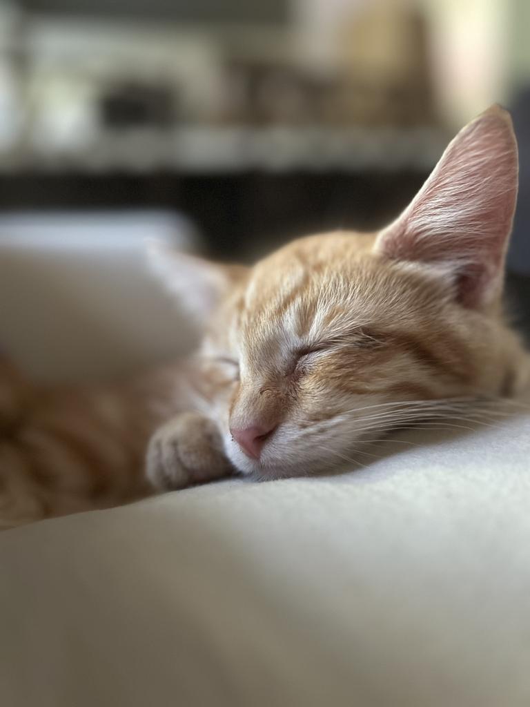 Sunny, an adoptable Domestic Short Hair in Ontario, OR, 97914 | Photo Image 1