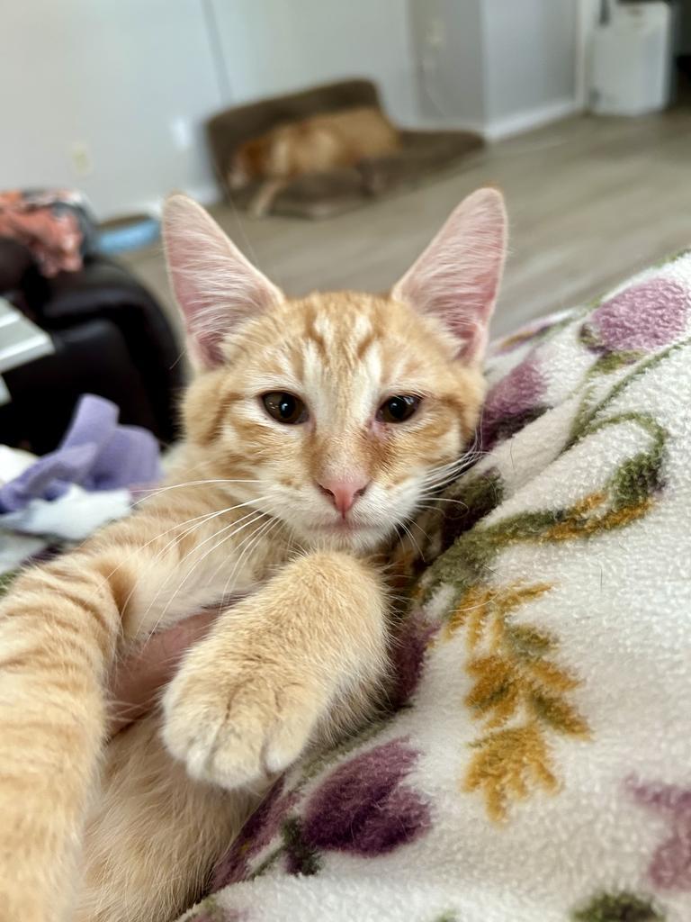 Sunny, an adoptable Domestic Short Hair in Ontario, OR, 97914 | Photo Image 3