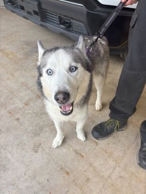 Kona, Adult Male unknown