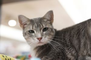 Freya, Adult Female unknown