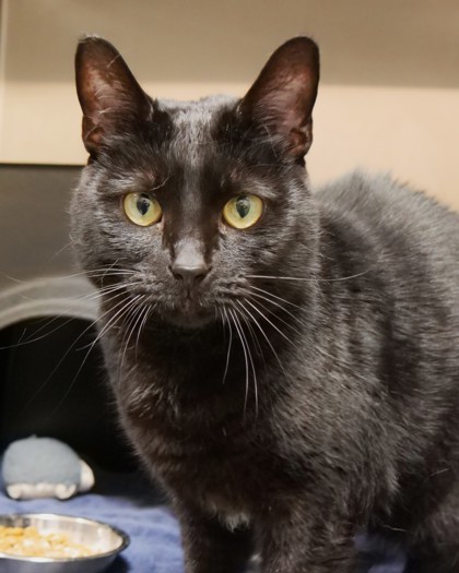 Salem