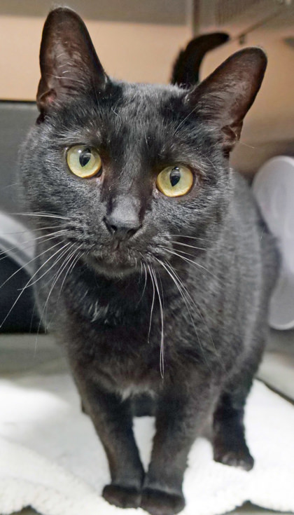 Salem